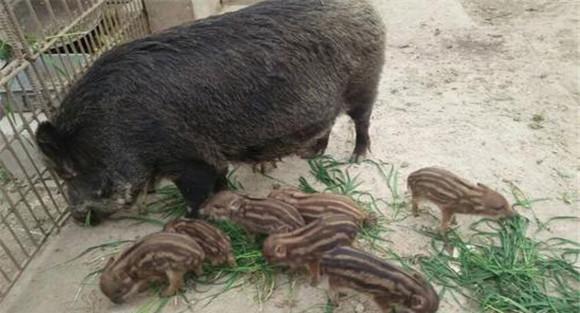 野猪可以和家猪杂交吗