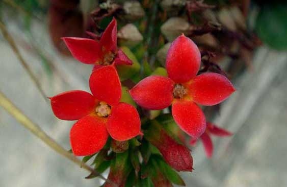 长寿花怎么养
