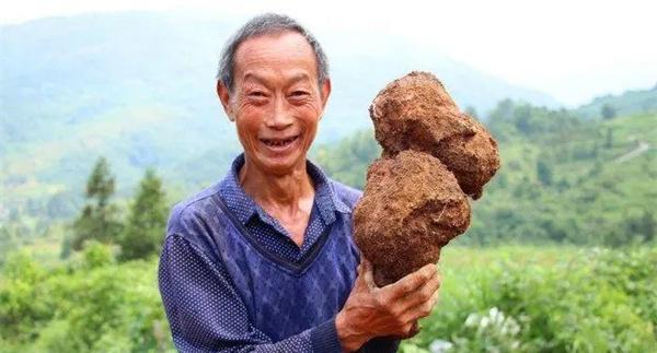 茯苓的形态特征