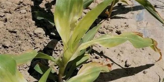 玉米除草剂药害产生的主要原因是什么