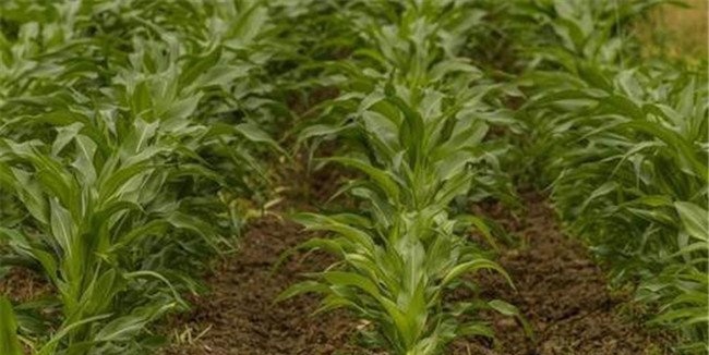 如何避免玉米除草剂产生药害