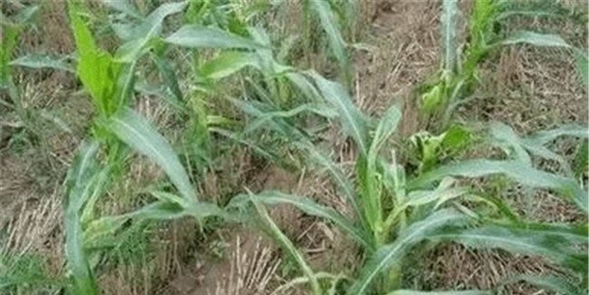 玉米除草剂药害怎样挽救