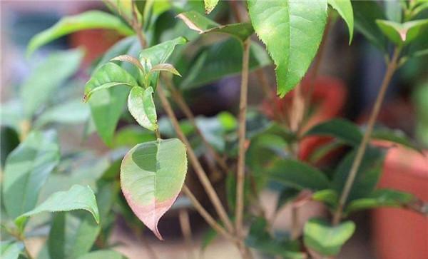 怎样防治桂花枯斑病
