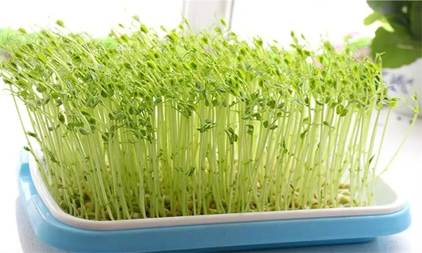 豌豆苗席地生产技术关键有哪些