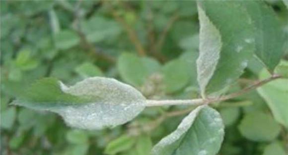 各种作物的白粉病特效药介绍