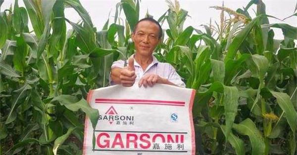 玉米基肥比例