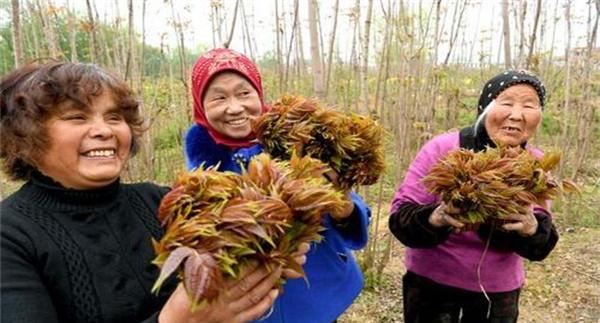 香椿芽如何采摘