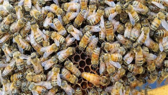 蜜蜂疾病的治疗和预防、治疗措施