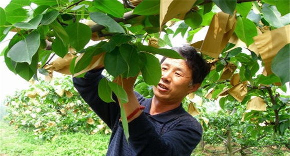 果树套袋技术要点
