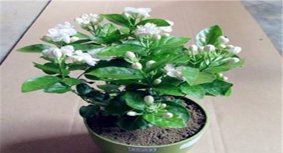盆栽茉莉花养殖