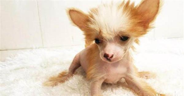 冠毛犬的饲养管理