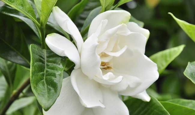 栀子花种植方法
