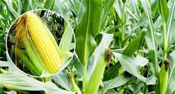 甜玉米种植技术
