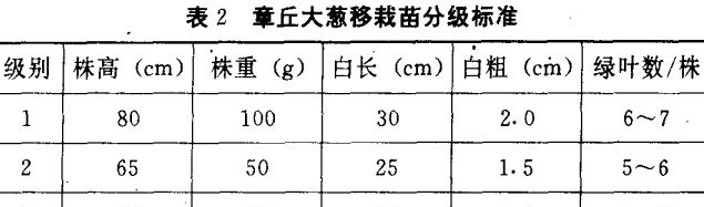 大葱育苗技术