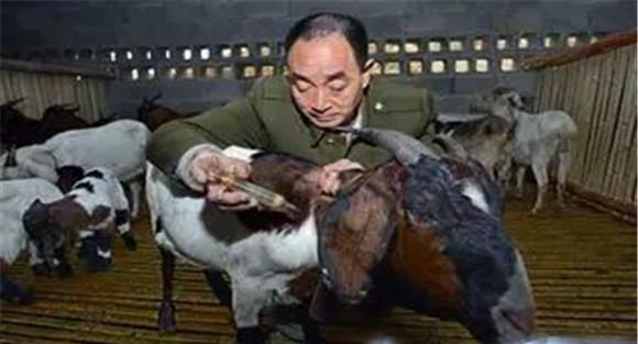 羊快疫治疗案例分析
