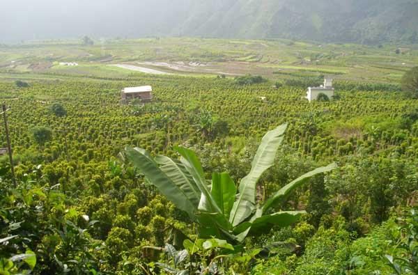 胡椒的种植技术