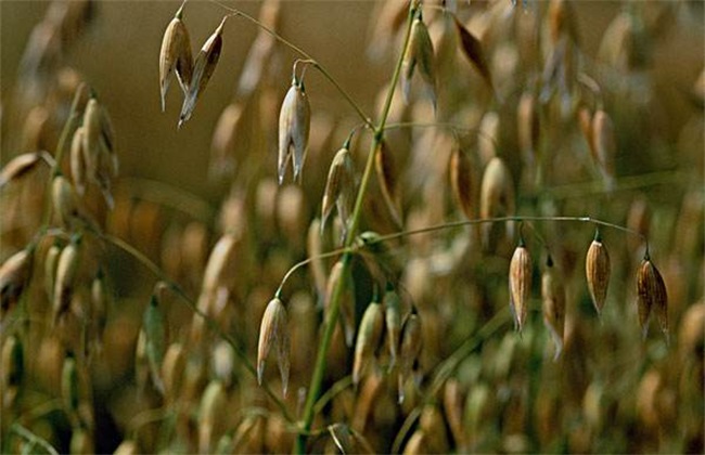 燕麦种植赚钱吗