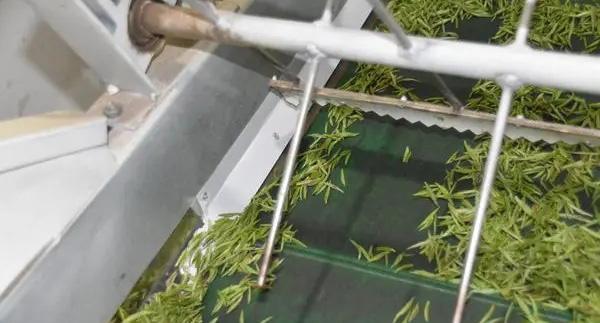 毛尖茶机械制作的具体步骤