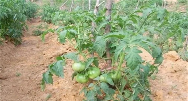 番茄施肥氮磷钾比例