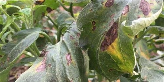 苹果灰斑病的防治方法