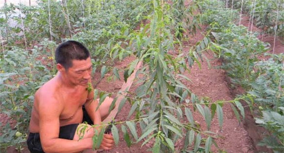 桃树栽培管理