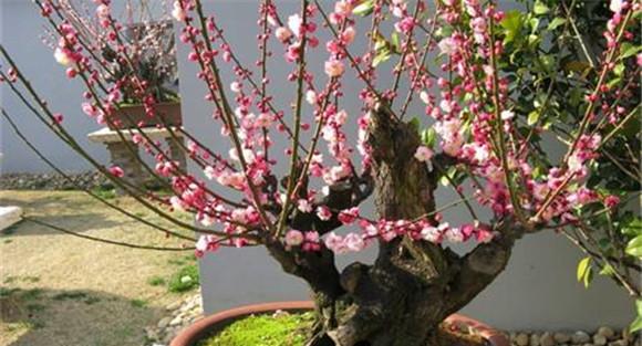 盆栽梅花