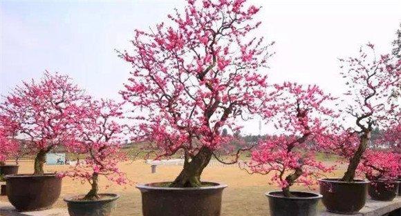 盆栽梅花怎么养