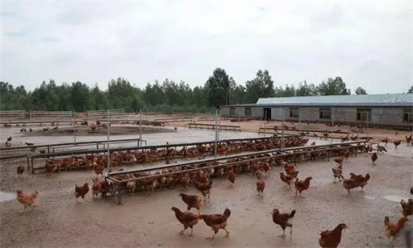 新建养鸡场前必须要好哪些准备工作