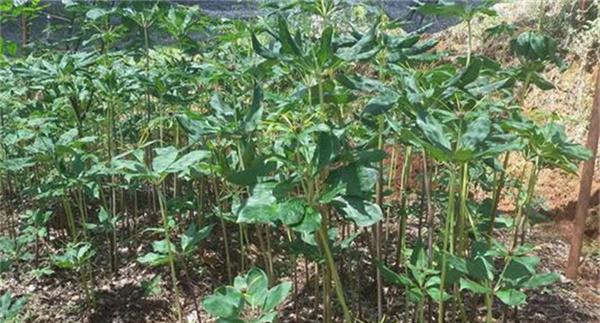 重楼种植注意事项