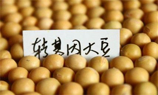 什么是转基因大豆