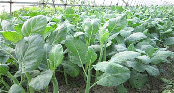 芥蓝种植对外界环境的要点