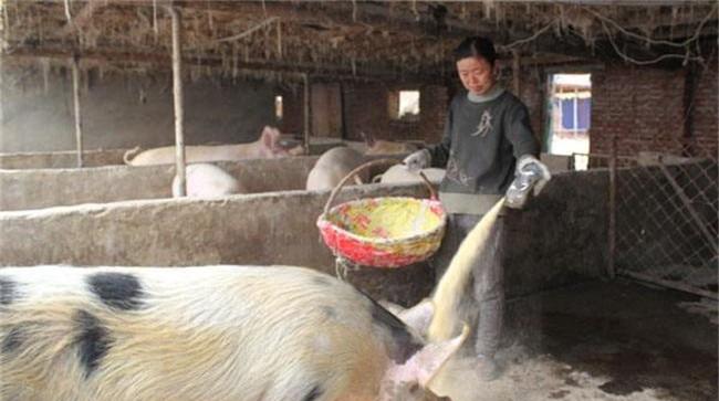 乳清粉在养猪过程中有哪些作用