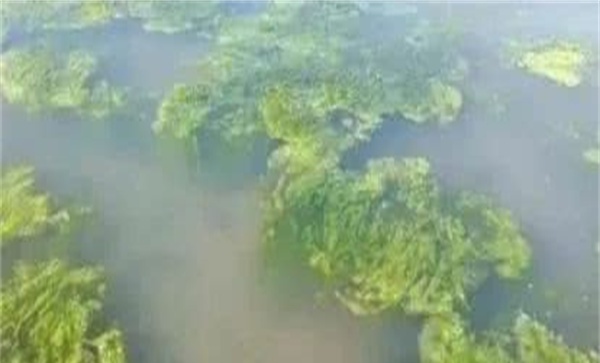 龙虾塘中的青苔需不需要处理
