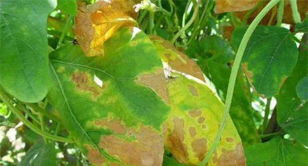 豆类蔬菜细菌性疫病病原菌是什么