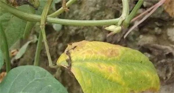 豆类蔬菜细菌性疫病用什么药防治
