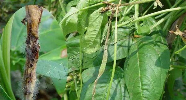 豆类蔬菜细菌性疫病怎样预防