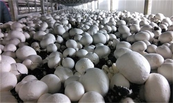 如何促进食用菌的菌丝体和子实体的生长