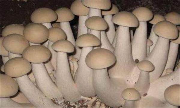 药物增产