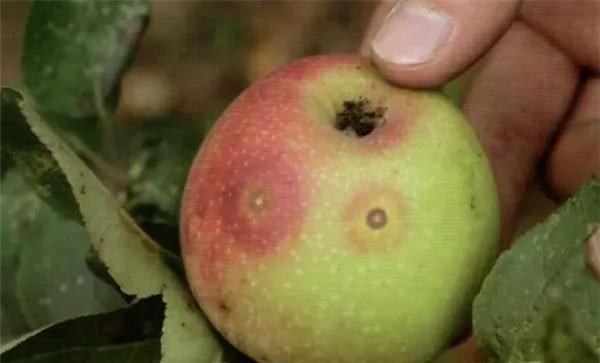 苹果轮纹病的发生特点