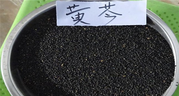 黄芩的种子处理