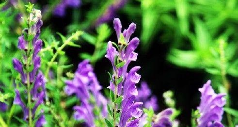 黄芩种植方法