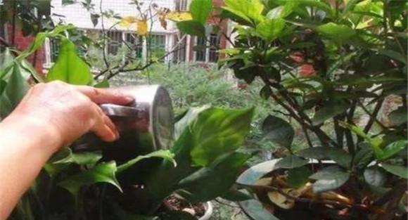 淘米水发酵后浇灌哪些花卉