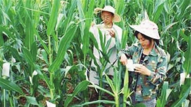 人工辅助授粉