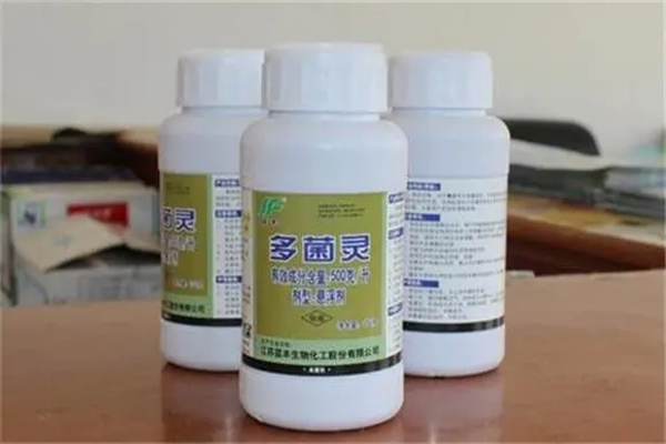 食用菌生产上可以使用多菌灵吗