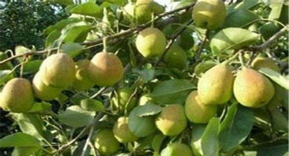 梨树施肥时间