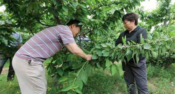夏季樱桃树的摘心方法