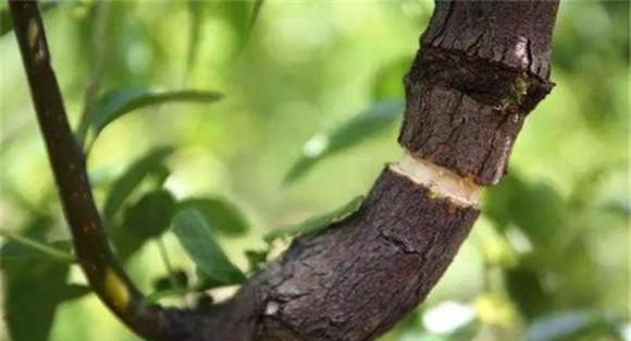 柿子树要注意适时环剥