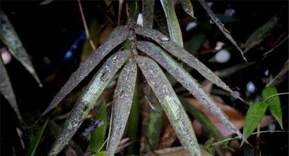 竹煤污病病原菌是什么