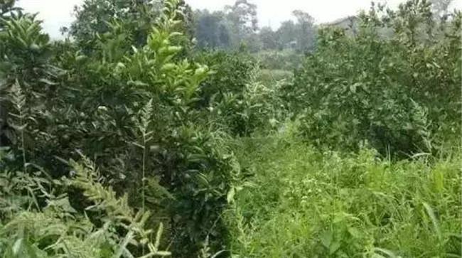草铵膦打到果树根部会怎样