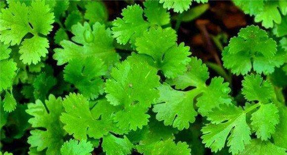 怎样种芫荽，种芫荽的方法